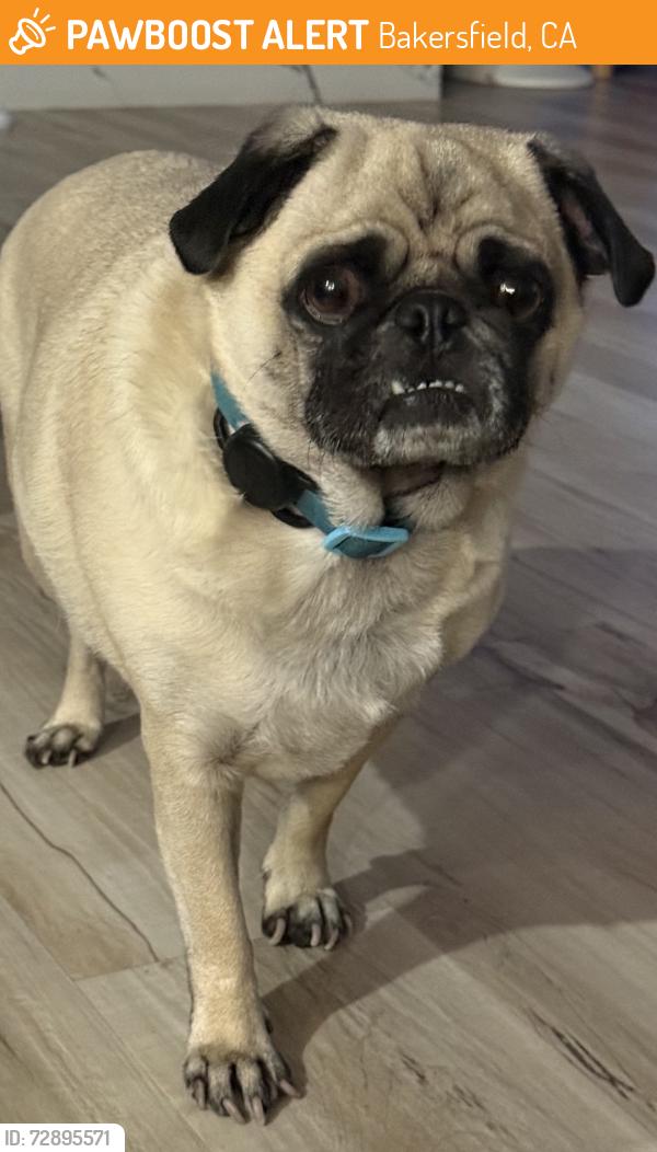 Found/Stray Male Dog last seen De La Guerra Terrace, Bakersfield, CA 93306