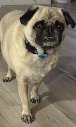 Found/Stray Male Dog last seen De La Guerra Terrace, Bakersfield, CA 93306