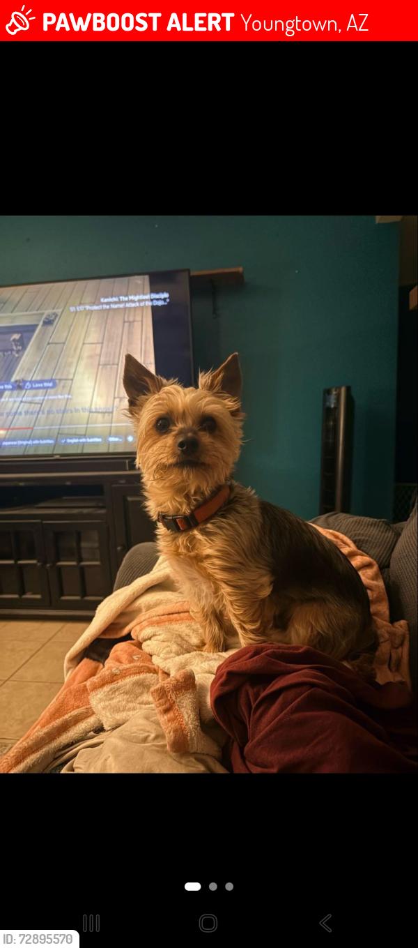 Found/Stray Male Dog last seen Alabama ave and 111th ave, Youngtown, AZ 85363