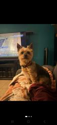 Found/Stray Male Dog last seen Alabama ave and 111th ave, Youngtown, AZ 85363