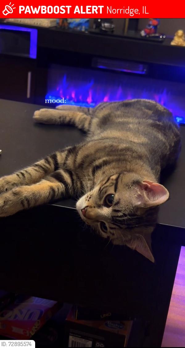 Lost Male Cat last seen Corner of Pontiac & sunnyside ave norridge IL, Norridge, IL 60706