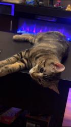 Lost Male Cat last seen Corner of Pontiac & sunnyside ave norridge IL, Norridge, IL 60706