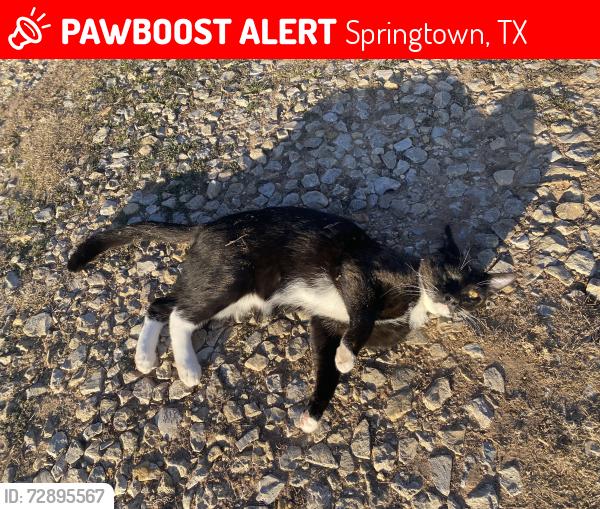 Lost Male Cat last seen Near Jaybird Lane, Springtown, TX 76082