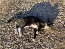 Lost Male Cat last seen Near Jaybird Lane, Springtown, TX 76082