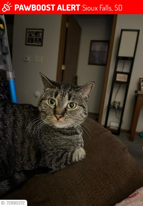 Lost Female Cat last seen 69th Ave and Minnesota Ave , Sioux Falls, SD 57108