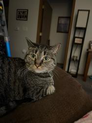 Lost Female Cat last seen 69th Ave and Minnesota Ave , Sioux Falls, SD 57108