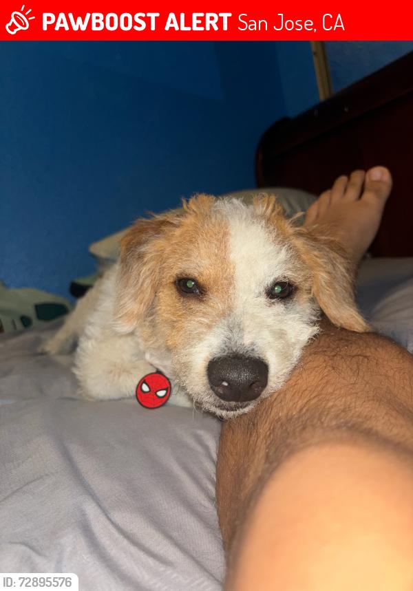 Lost Male Dog last seen Near south 11th san jose ca 95112, San Jose, CA 95112