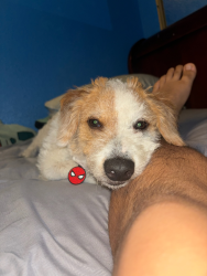 Lost Male Dog last seen Near south 11th san jose ca 95112, San Jose, CA 95112
