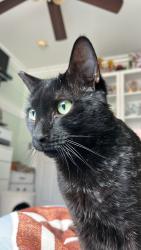 Lost Male Cat last seen Calabash, Fontana, CA 92335