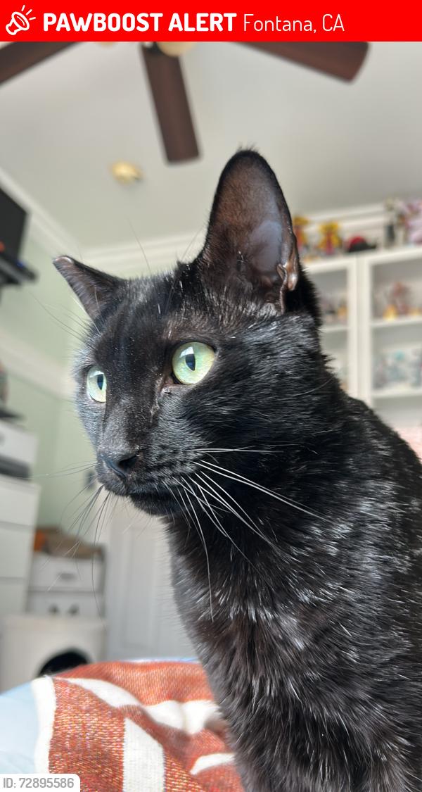 Lost Male Cat last seen Calabash, Fontana, CA 92335