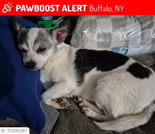 Lost Female Dog last seen Englewood ave, Buffalo, NY 14216