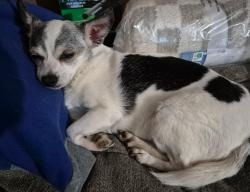 Lost Female Dog last seen Englewood ave, Buffalo, NY 14216