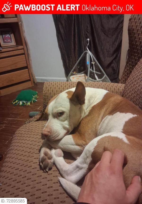 Lost Female Dog last seen Near sw 32nd McKinley , Oklahoma City, OK 73109