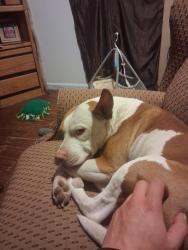 Lost Female Dog last seen Near sw 32nd McKinley , Oklahoma City, OK 73109