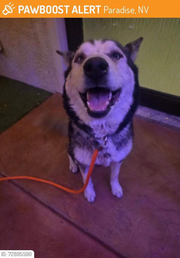 Found/Stray Female Dog last seen Eastern and Desert Inn, Paradise, NV 89169