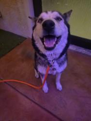 Found/Stray Female Dog last seen Eastern and Desert Inn, Paradise, NV 89169