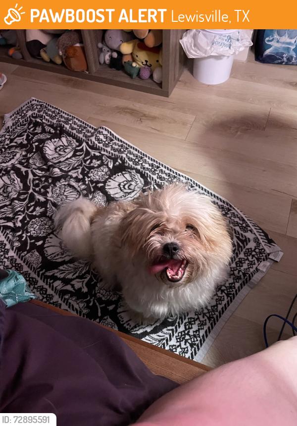 Found/Stray Female Dog last seen Whitlow apmts, Lewisville, TX 75057