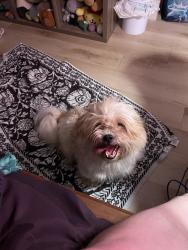 Found/Stray Female Dog last seen Whitlow apmts, Lewisville, TX 75057