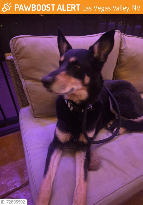 Found/Stray Unknown Dog last seen Eastern and Desert Inn, Las Vegas Valley, NV 89121