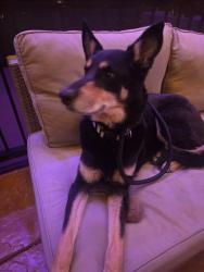 Found/Stray Unknown Dog last seen Eastern and Desert Inn, Las Vegas Valley, NV 89121