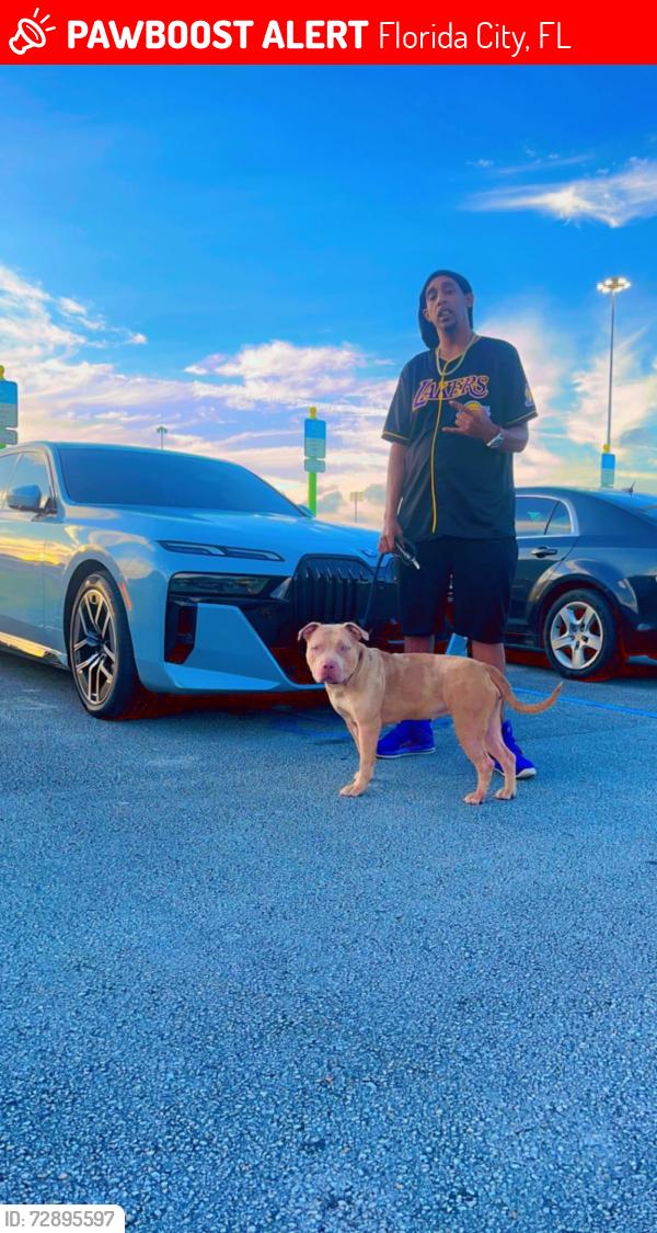 Lost Female Dog last seen Wiffle hse a Ross the street alid, Florida City, FL 33034