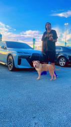 Lost Female Dog last seen Wiffle hse a Ross the street alid, Florida City, FL 33034