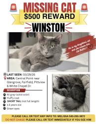 Lost Male Cat last seen Glengrove ave, Central Point, OR 97502