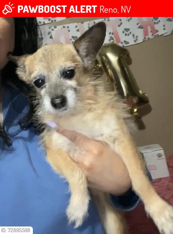 Lost Female Dog last seen Caughlin Ranch, Reno, NV 89509