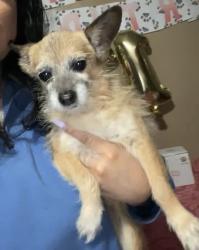 Lost Female Dog last seen Caughlin Ranch, Reno, NV 89509