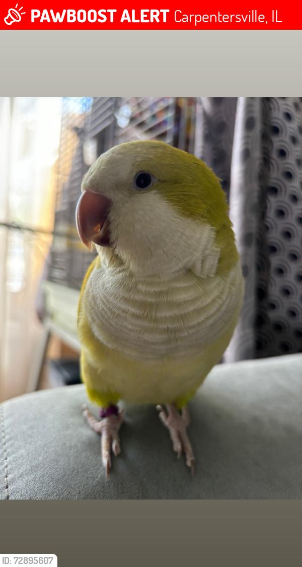 Lost Female Bird last seen Delaware st and Sioux ave, Carpentersville, IL 60110