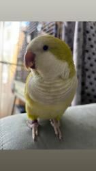Lost Female Bird last seen Delaware st and Sioux ave, Carpentersville, IL 60110