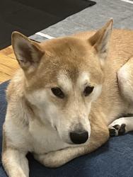 Lost Male Dog last seen East Ave , Berwyn, IL 60402