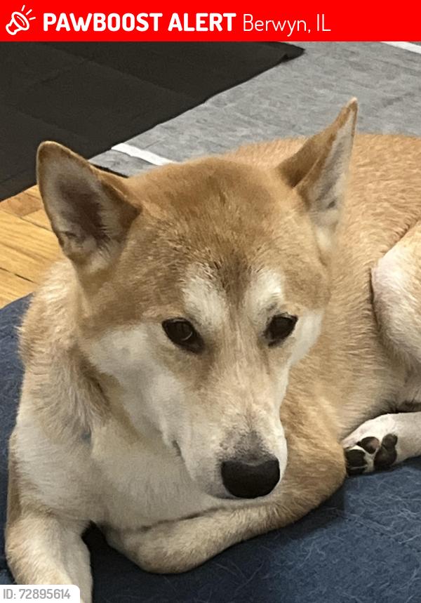 Lost Male Dog last seen East Ave , Berwyn, IL 60402