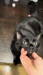 Reunited Male Cat last seen Fifth Line & Sheridan Park Drive, Mississauga, ON L5K 1B1