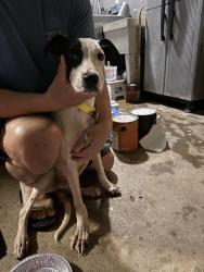 Found/Stray Male Dog last seen Wena St. Kaneohe, Kaneohe, HI 96744