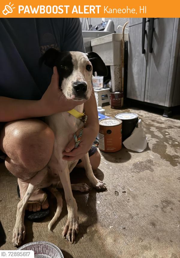 Found/Stray Male Dog last seen Wena St. Kaneohe, Kaneohe, HI 96744