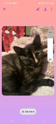 Lost Female Cat last seen I am in the Summerlin area, near the corner of Napa Ridge and Calistoga Springs, just down the street from the Arbors Tennis Park., Las Vegas, NV 89144