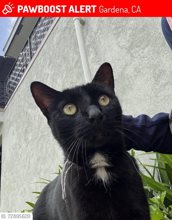 Lost Male Cat last seen West El Segundo Blvd and Wilton St, Gardena, CA 90249