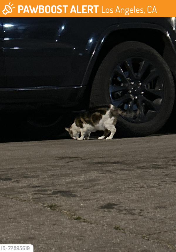 Found/Stray Female Cat last seen Near slater st, Los Angeles, CA 90059