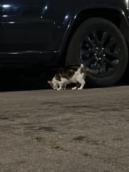 Found/Stray Female Cat last seen Near slater st, Los Angeles, CA 90059