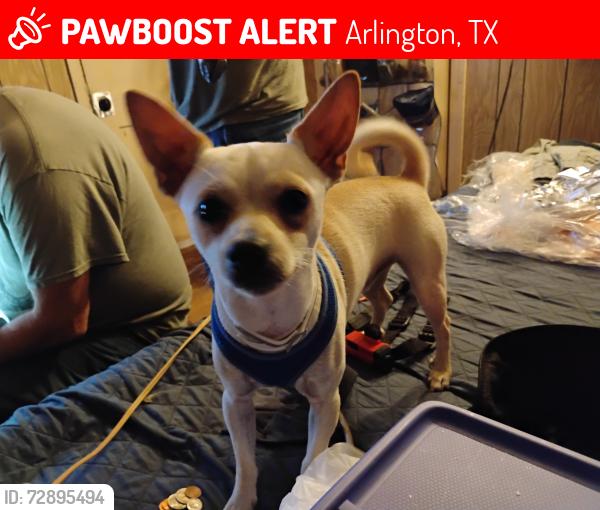 Lost Male Dog last seen  Bowen and division, Arlington, TX 76012