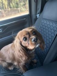 Lost Female Dog last seen Washington and Decatur , Las Vegas, NV 89108