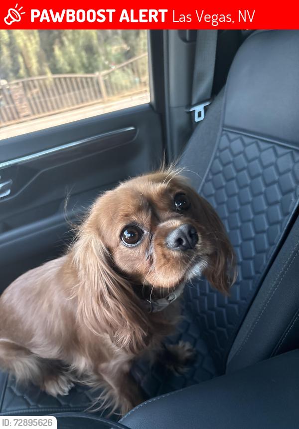 Lost Female Dog last seen Washington and Decatur , Las Vegas, NV 89108