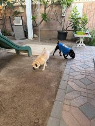 Reunited Female Dog last seen Del amo blv and coke ave, Lakewood, CA 90713