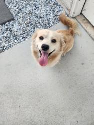 Reunited Male Dog last seen Near police station , Livingston, CA 95334