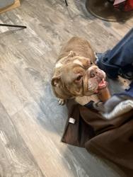 Found/Stray Female Dog last seen Newbrook circle  , Riverbank, CA 95367