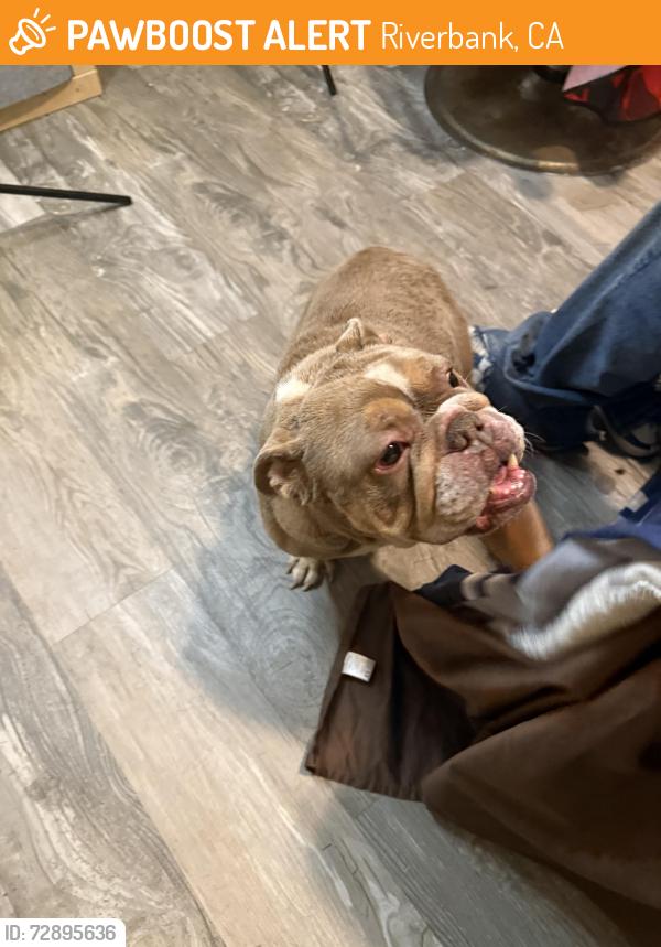 Found/Stray Female Dog last seen Newbrook circle  , Riverbank, CA 95367