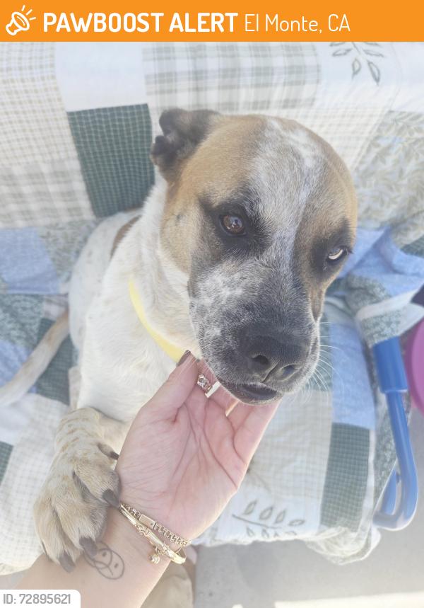 Found/Stray Female Dog last seen Durfee and Fineview , El Monte, CA 91732
