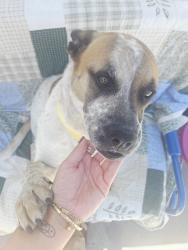 Found/Stray Female Dog last seen Durfee and Fineview , El Monte, CA 91732