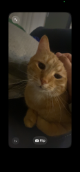Lost Male Cat last seen Rockford IL , Rockford, IL 61108